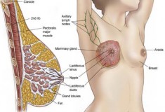 Are asian vaginas smaller 10