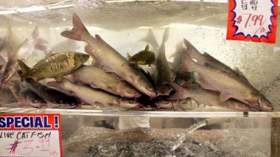 fishtank live fish at 99 Ranch Market