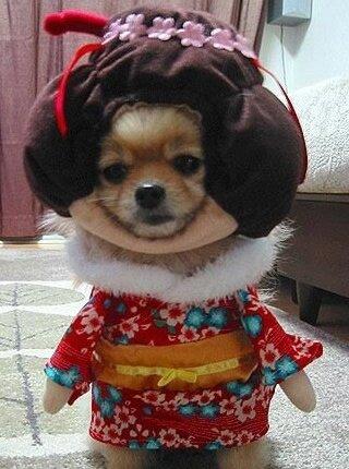 geisha-dog