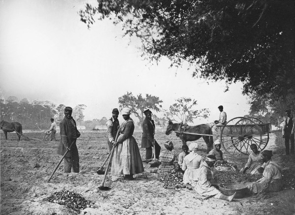 James_Hopkinsons_Plantation_Slaves_Planting_Sweet_Potatoes-wikimedia commons