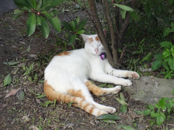 Houtong Cat Village