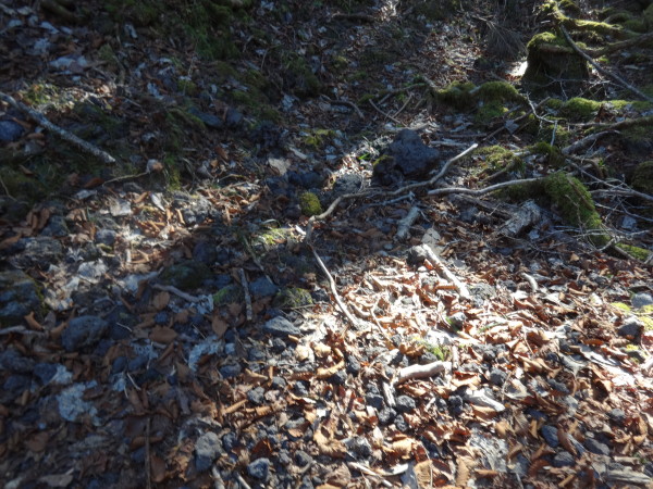 Aokigahara Suicide Forest