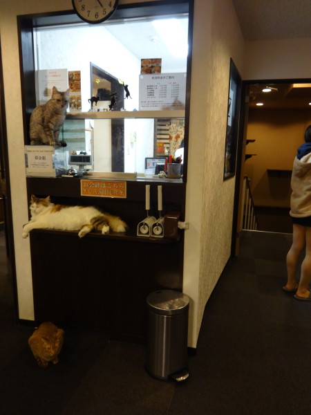 Calico Cat Cafe