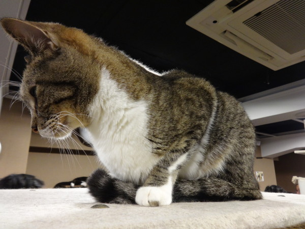 Calico Cat Cafe