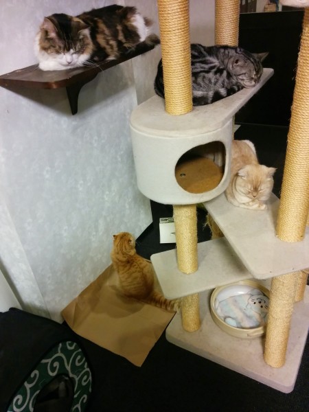 Calico Cat Cafe