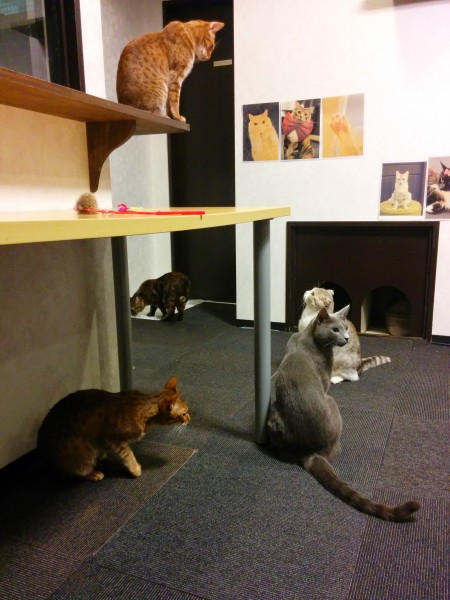 Calico Cat Cafe