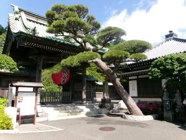 Tree in front of Japanese building, part of post on my summer in Japan