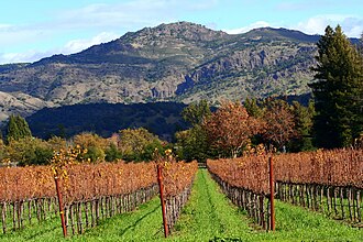 Autumn in Napa valley, showing Vineyards with grape vines turning brown, part of Chinese Immigrants in California Wine Country post